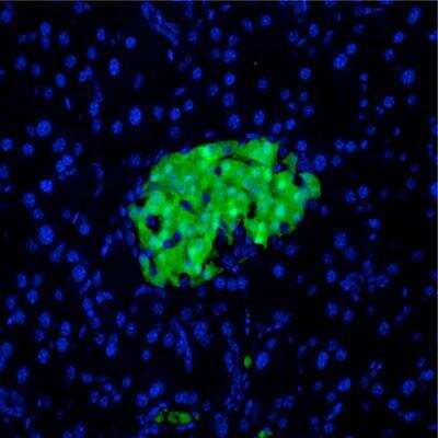 Staining of transgenic mouse pancreas, expressing GFP in beta cells. Image courtesy of product review by Dr. Yves Heremans of Vrije Universiteit Brussel.